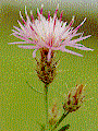 Diffuse Knapweed